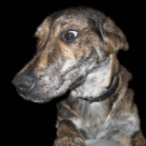 Avatar du membre